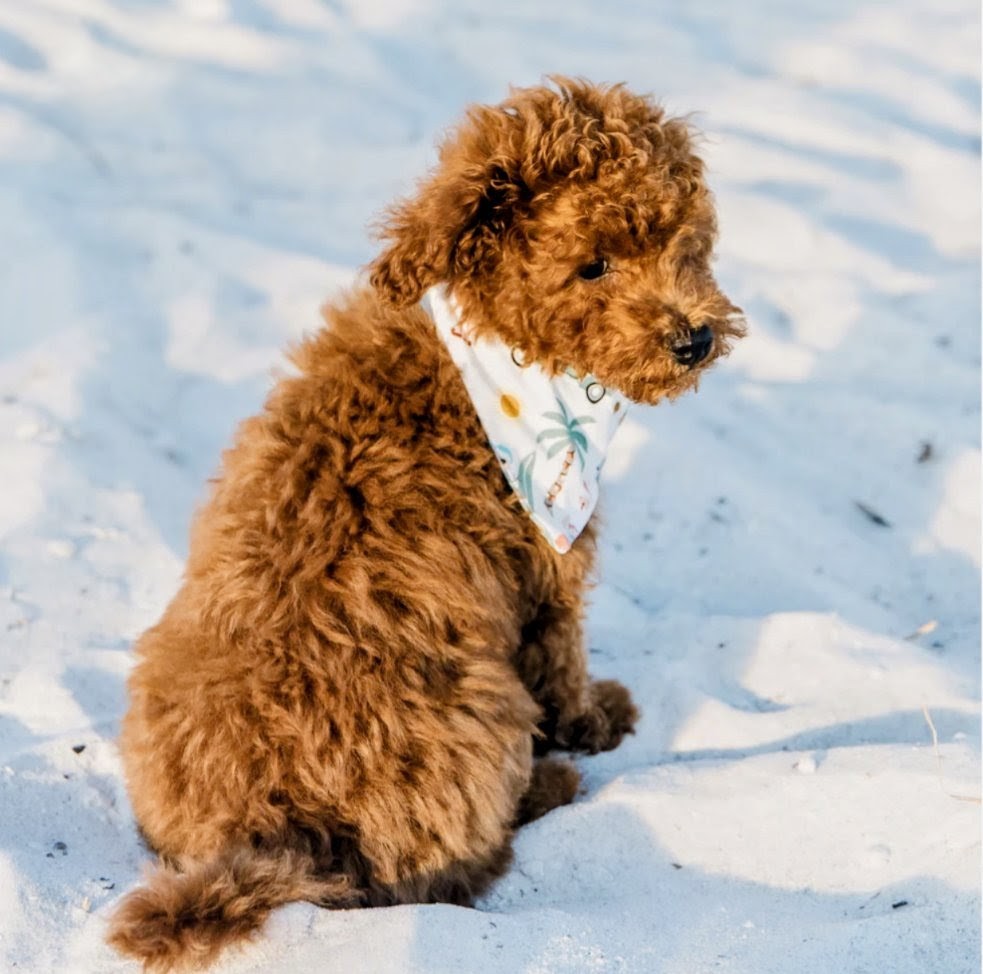 Coastal Christmas Bamboo Pet Bandana